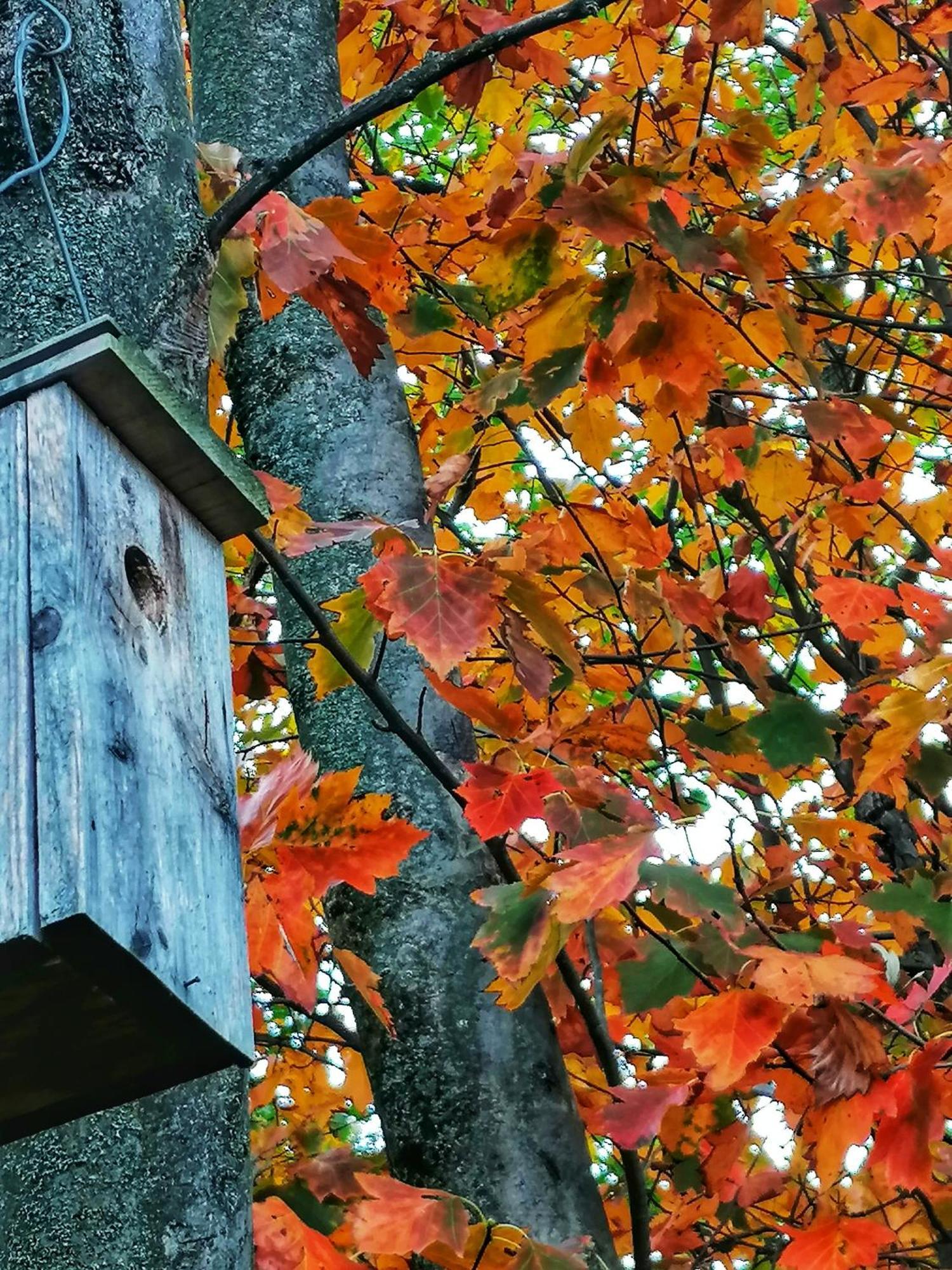 Barkoca Es Szepkilatas Vendeghaz / Cabin Verőcemaros Esterno foto