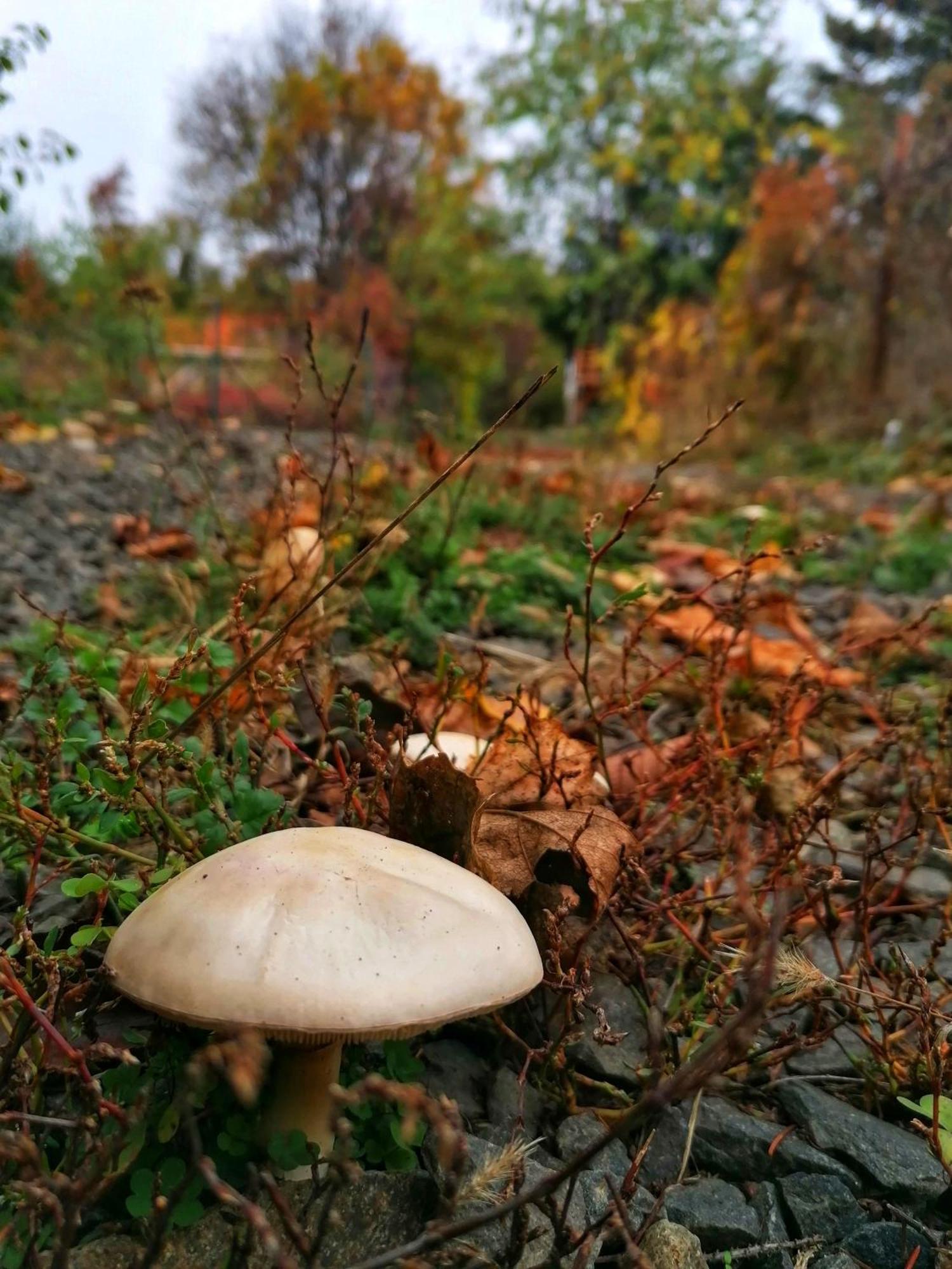Barkoca Es Szepkilatas Vendeghaz / Cabin Verőcemaros Esterno foto